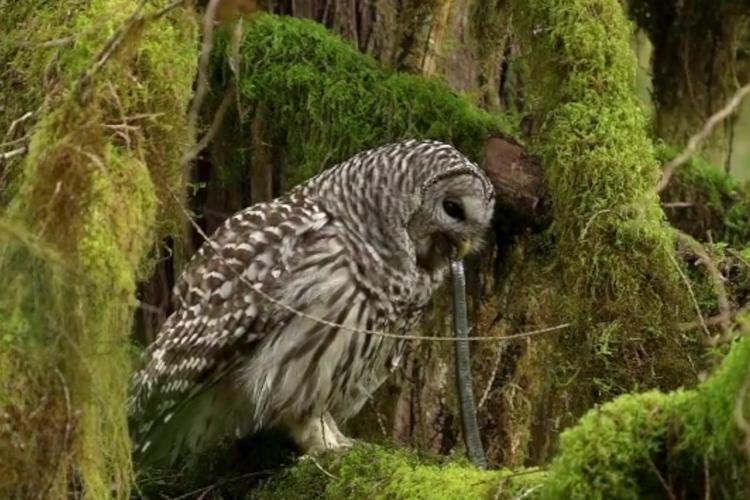 猫头鹰吐出来一条蛇,再吃一回