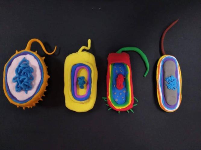 在展出的优秀作品中,有的是以家中的废纸为原料制作而成的酵母菌模型