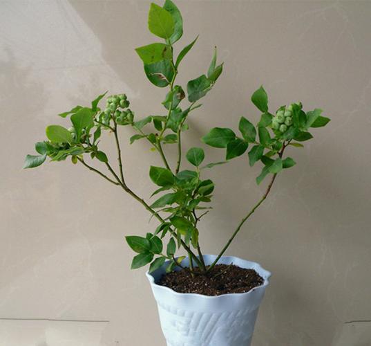 当年结果盆栽地栽果树苗蓝莓树苗蓝莓苗南北方种植带花带原土发货