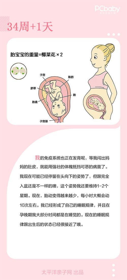 怀孕34周 1天胎儿发育