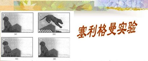 习得性无助"习得性无助"是美国心理学家塞利格曼1967年在研究动物时