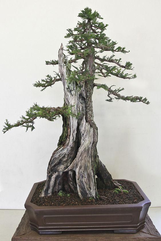 盆景欣赏:百年的老树桩,几代艺人献青春,成景之日功在