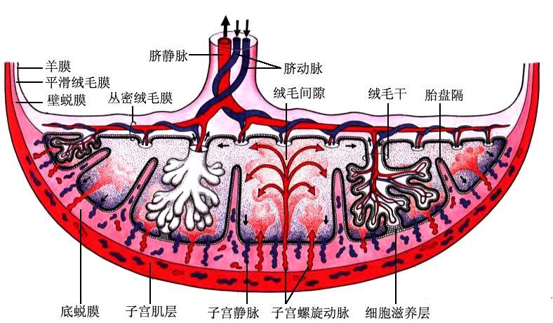 胎盘膜亦称胎盘屏障:绒毛内毛细血管内