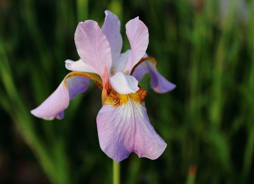 鸢尾的注意事项