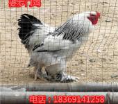 婆罗门鸡价格温州婆罗门鸡多少钱一只小鸡苗多大好喂养