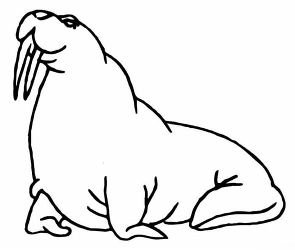 海洋动物海象简笔画图片:教你怎么画海象