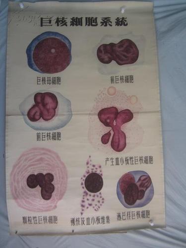 5-60年代 手绘 山东医学院挂图一张 巨核细胞系统 尺寸149*103厘米
