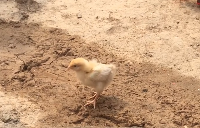 贵妃鸡怎么分公母