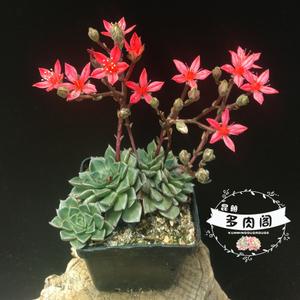 昆明多肉阁 美丽莲 多肉植物