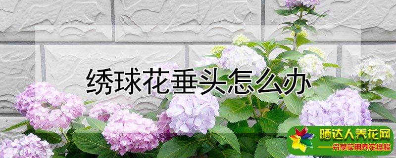 绣球花垂头怎么办