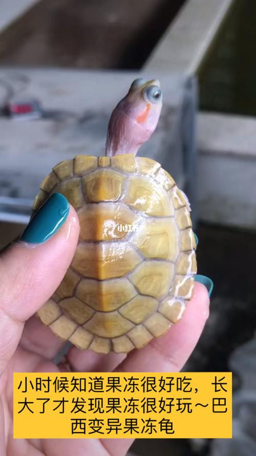 巴西变异果冻龟_果冻_宠物_宠物其他