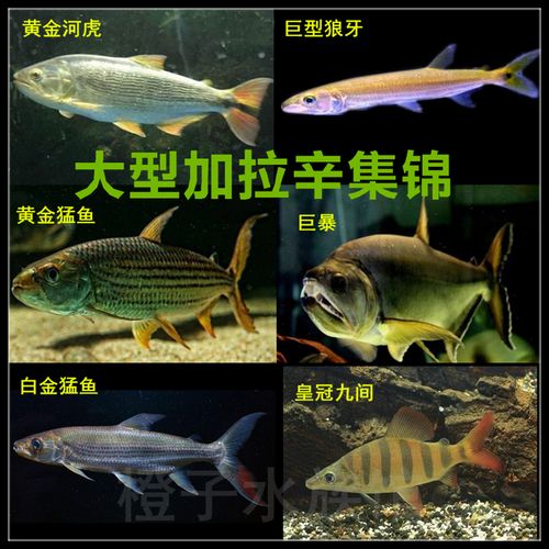 大型加拉辛 龙鱼配鱼 中层鱼 黄金河虎白金猛鱼黄猛 巨暴鱼活体商品