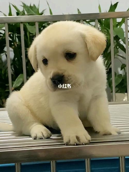 拉布拉多幼犬_拉布拉多_宠物_狗_晒狗