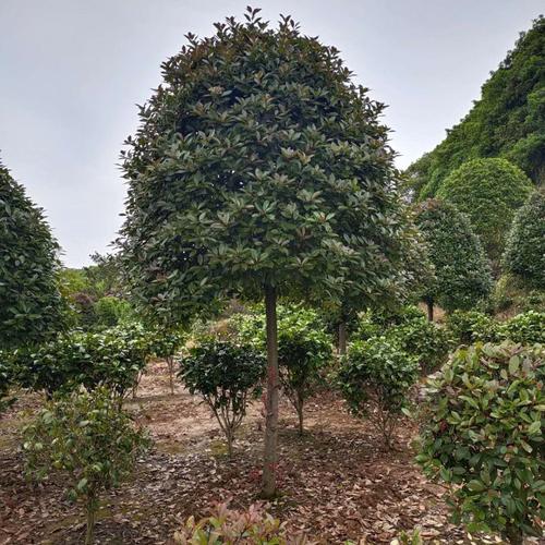 基地批发 红叶石楠树 红叶石楠树价格 高杆红叶石楠树