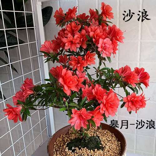精选日本皋月杜鹃盆栽苗木沙浪杜鹃娜噜噜御穗之舞稀有品种杜鹃花