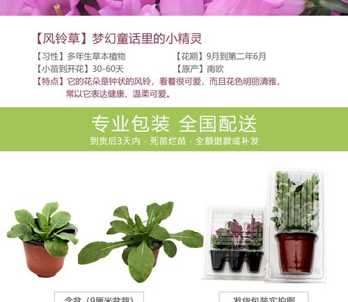 风铃草花苗花种子播种苗四季种开花秋季阳台室内庭院盆栽植物d flc-3