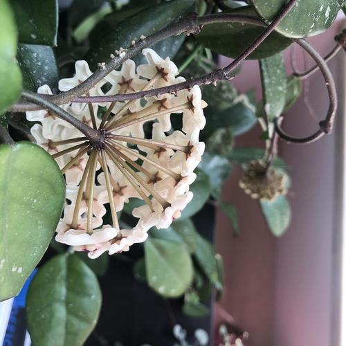 球兰终于开花啦啦啦