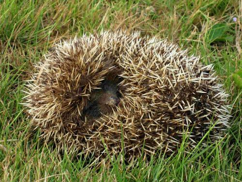 当但遇上外来袭击时,聪明的小刺猬马上卷缩自己的身体,把刺当成武器