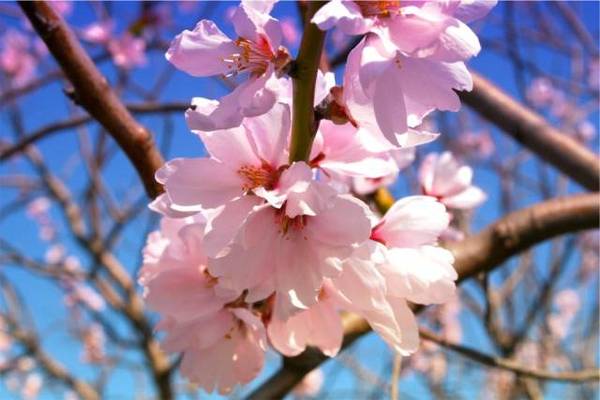 梅花樱花桃花杏花梨花李花,傻傻分不清?