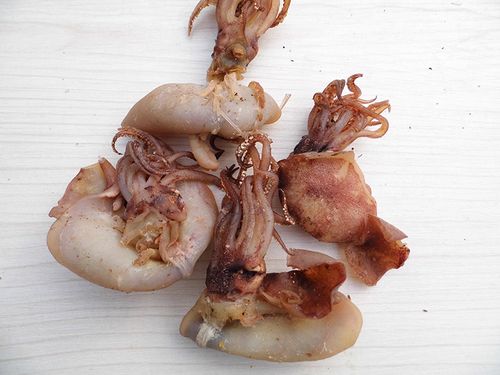 新鲜海兔子笔管鱼海鲜水产干货无籽乌八爪鱼小鱿鱼墨鱼仔尤鱼特产