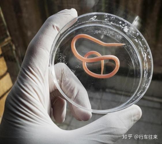 猫感染的蛔虫中,最常见的是弓首蛔虫.