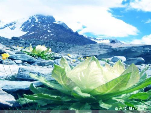 醉迷了我的眼眸 无与伦比的美,婀娜多姿 美丽的雪莲花 你像雪山上的