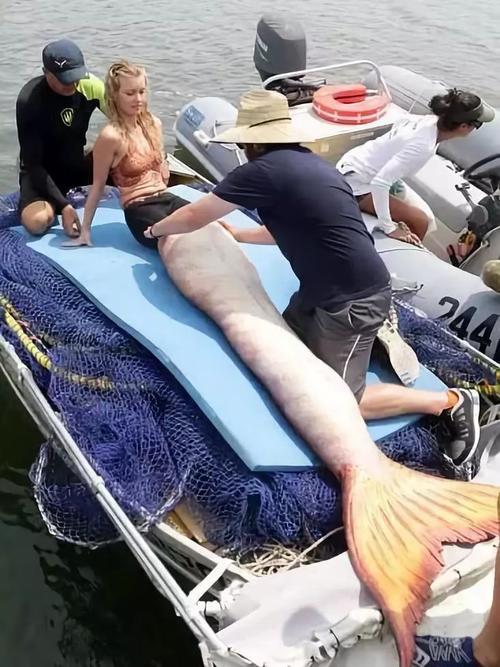 美人鱼滟照没想到美丽背后是如此痛苦