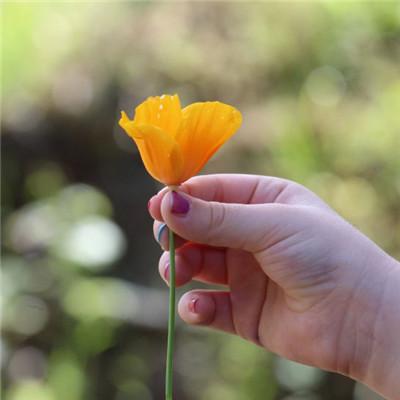 手上的鲜花和花瓣图片微信头像,爱很深情很真