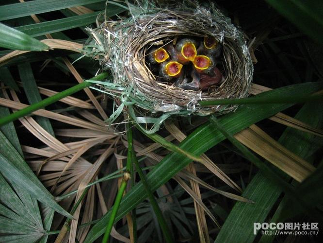 从发现小鸟做窝,下蛋,孵蛋,到慢慢长大,经历了1个多月的时间