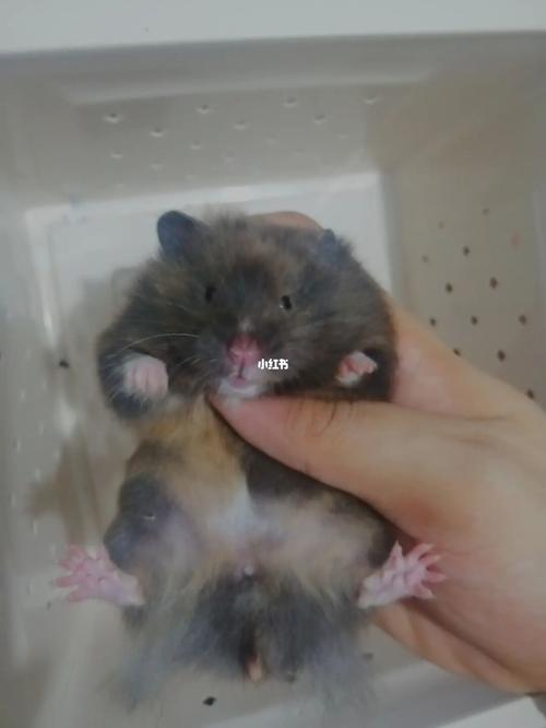 金丝熊|黑黄玳瑁妹妹待领养_金丝熊_领养_宠物_宠物