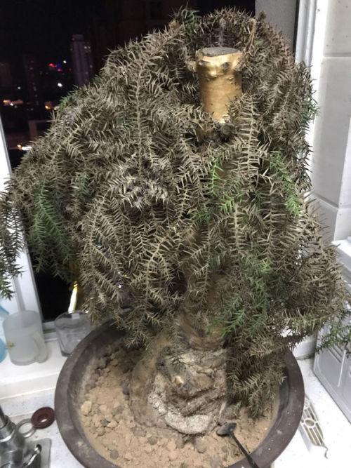 朋友送的澳洲杉,叶子枯了一大半,还有救吗?