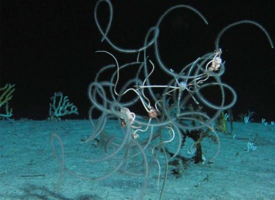 加勒比海现深海发光动物