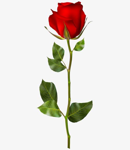 一支玫瑰花手绘图