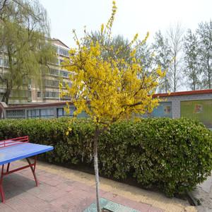 连翘小黄花杆黄寿丹黄老虎树金钟罩绿化庭院灌木行道工程