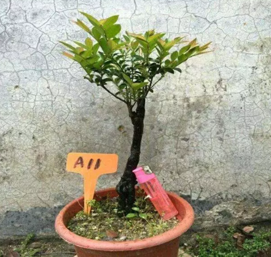 家里养紫檀树寓意还很多 种植这三种好运到你家