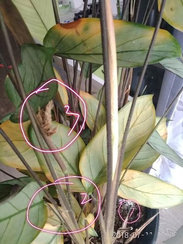 飞羽竹芋叶片发黄是怎么回事?