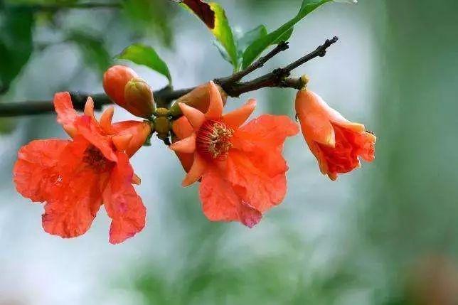 春天来了又到了云南人吃花的时候