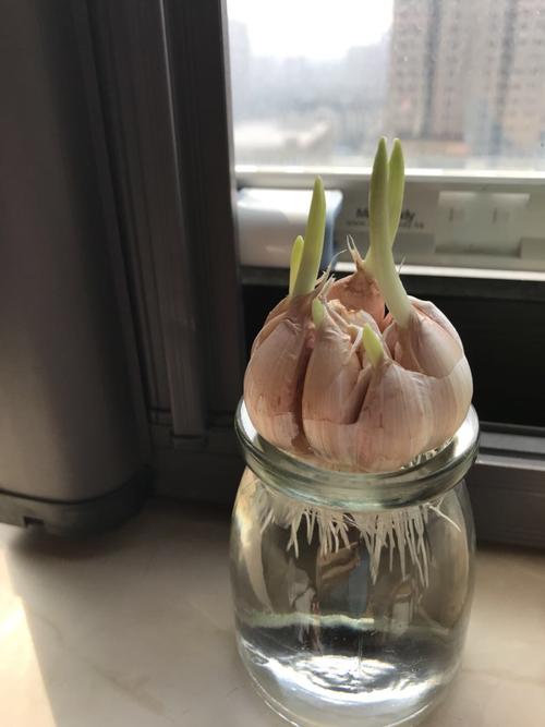 水培大蒜(观察记)
