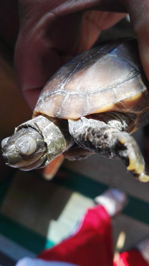 小乌龟眼睛发白,上面一层透明薄膜