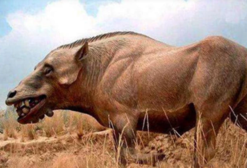 为何猪没有在进化中灭绝?看看它的祖先有多强大,你就