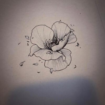 罂粟花简笔画图片大全手抄报 手抄报图片大全集