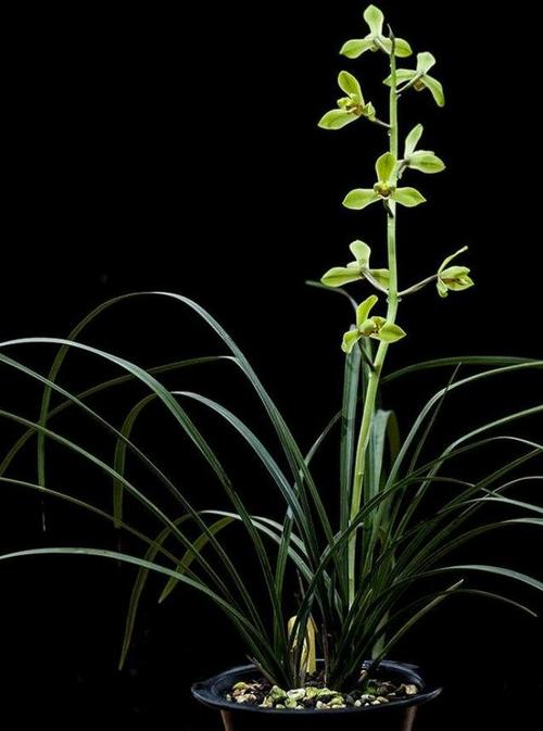 蕙兰的新八种赏析