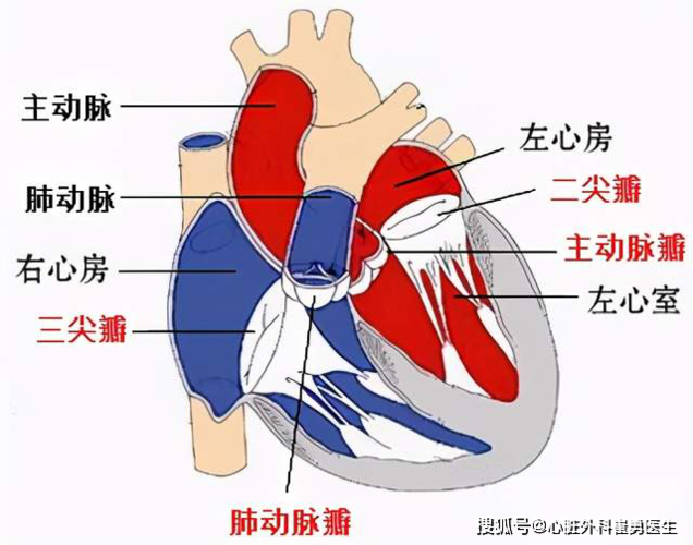 心脏瓣膜病主要指二尖瓣,三尖瓣,主动脉瓣和/或肺动脉瓣膜因为风湿热