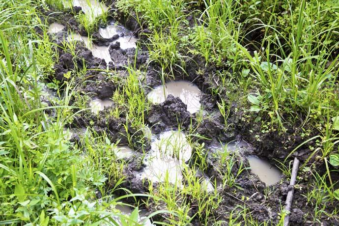 雨靴常常会陷在泥潭中,得费劲才能拔出.