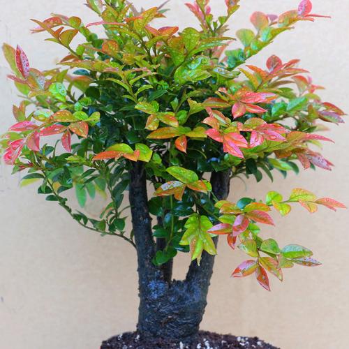 名贵小叶紫檀盆景树桩单头老桩客厅植物室内花卉绿植四季 常青盆栽