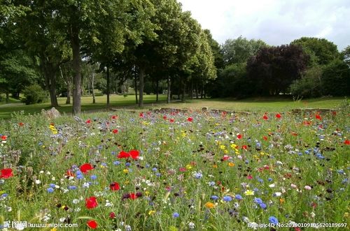 大自然超清壁纸 花草树木 自然图片