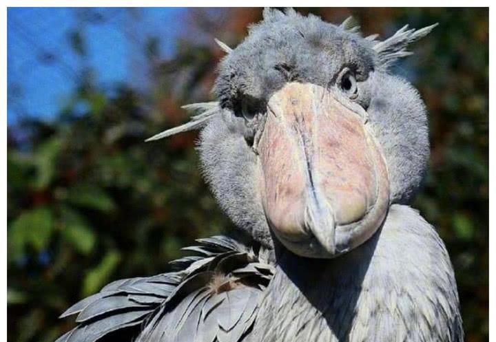 见识下最沙雕鸟类,抓猎物瞄不准,见到人类喜欢送羽毛