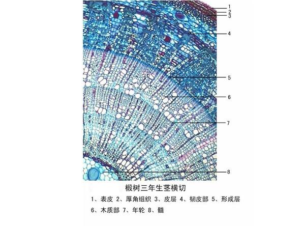 椴树三年生茎横切