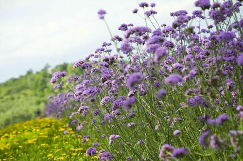 神圣马鞭草味道好闻吗