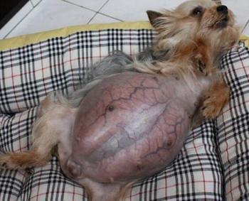 怀孕狗狗肚子大到快爆了,感觉要生15条小狗!